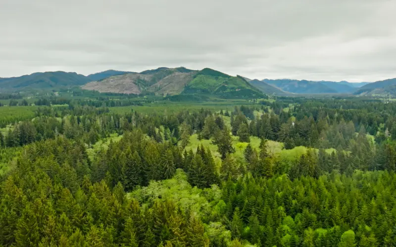 Afforestation Project img