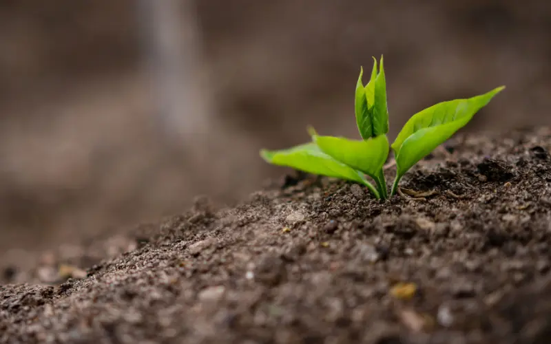 Biochar Solution img