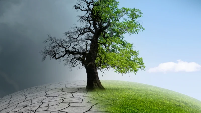 AFFORESTATION & NATURE-BASED img 2